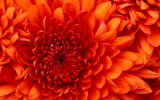 Chrysanthemum_4.jpg