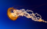 Jellyfish_1.jpg