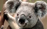 Koala_2.jpg