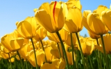 Tulips_1.jpg